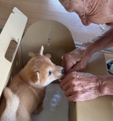 手の匂いを嗅ぐ子犬