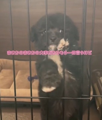柵につかまる犬