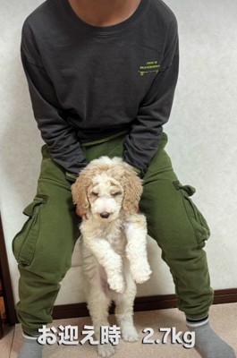 2キロのパピーをお迎え
