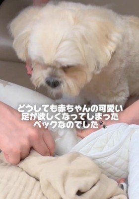 足を見る犬2