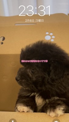 箱から顔をのぞかせる犬