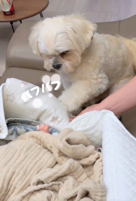 足で叩く犬