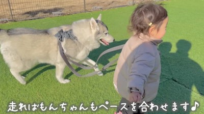 ドッグランの中を一緒に歩く犬と女の子