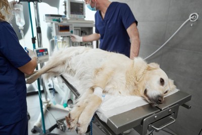 診察台、処置を受ける犬