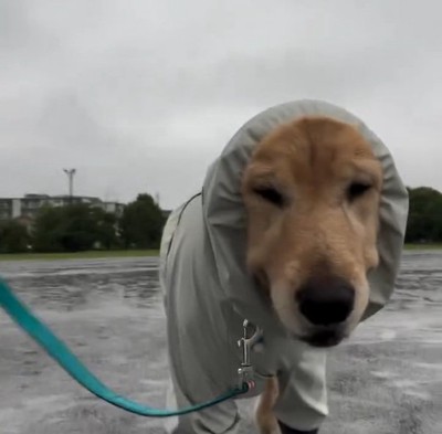 散歩に出たジャスミンちゃん