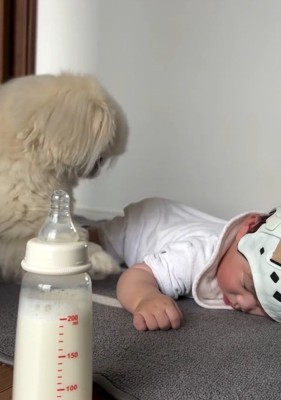 起き上がるしっぽちゃん