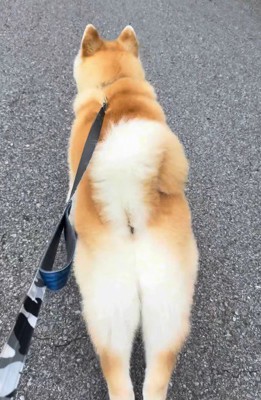 「猿がいた!!」