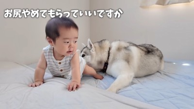 ハイハイの練習中も匂いをクンクン…