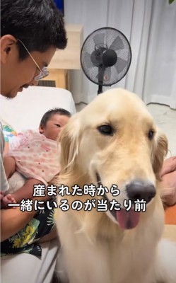 大型犬と赤ちゃん