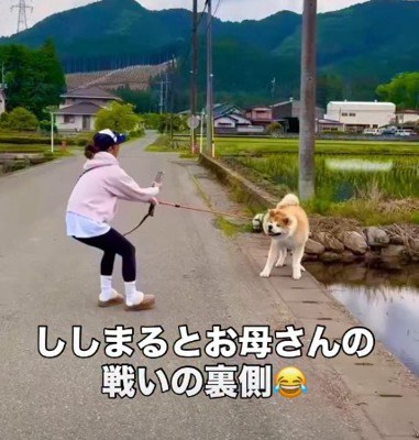 駄々をこねるししまるちゃん