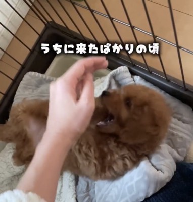 寝転ぶ子犬に手を伸ばす人