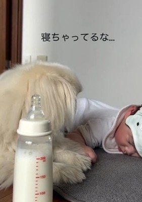 眠っている赤ちゃんとしっぽちゃん