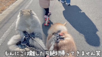 おもちゃの犬についた紐を持って歩く女の子