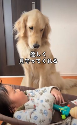 見下す大型犬