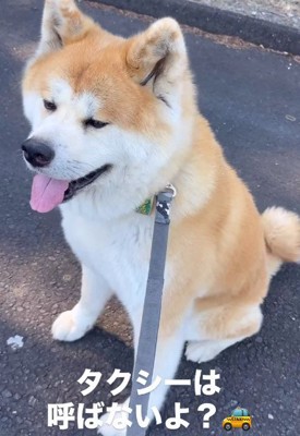 「今日は歩きません」