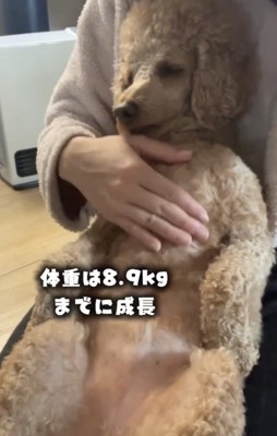 座って撫でられる犬
