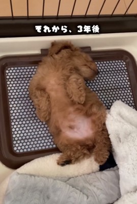 仰向けでくつろぐ犬