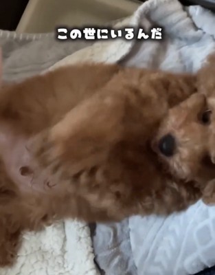 寝転んだ子犬のアップ