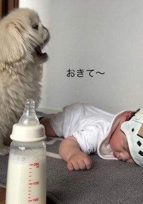 あくびするしっぽちゃん