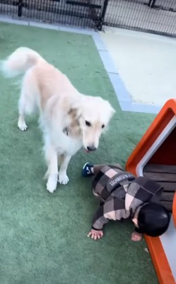 男の子を見守る犬