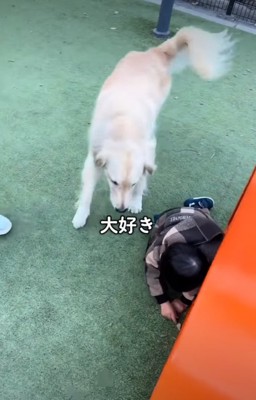 覗き込む犬