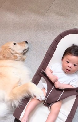 バウンサーを揺らす犬