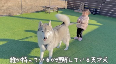 ゆっくり歩く犬