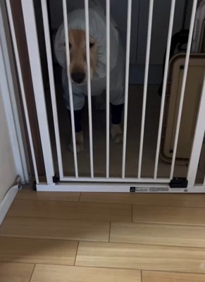 遠くから見つめるジャスミンちゃん