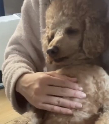 お腹を撫でられる犬