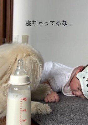 赤ちゃんに前足を乗せるしっぽちゃん