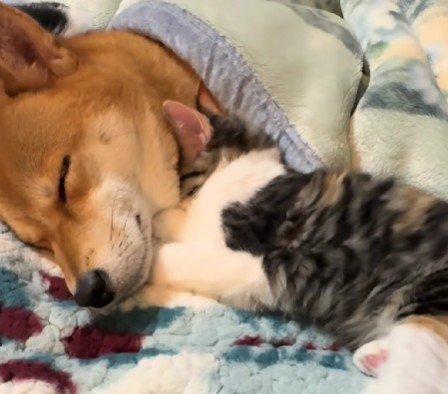 こむぎちゃんが寄り添うように