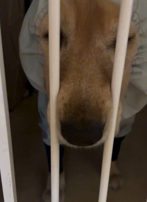 目と鼻を出すジャスミンちゃん