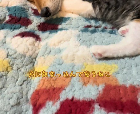 捨て猫を家族に迎えたら…