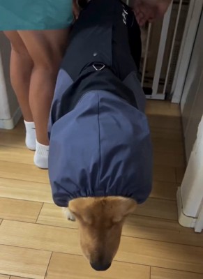 カッパを着たアリスちゃん