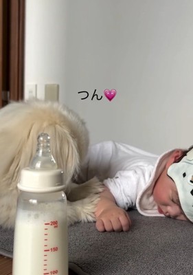 ツンツンするしっぽちゃん