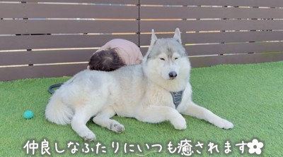 女の子に顔を埋められて目を細める犬