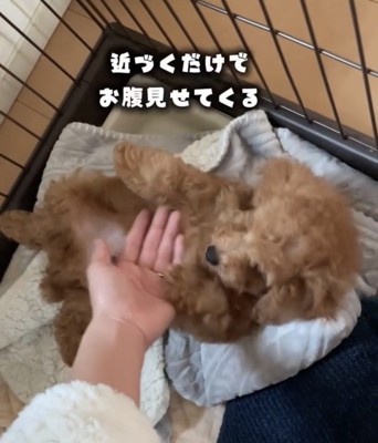 仰向けになる子犬