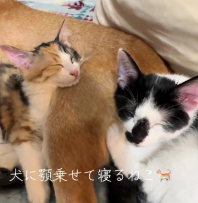 まるで本当の親子のよう