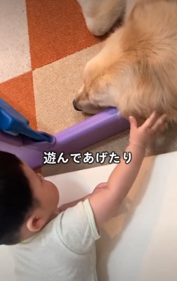 遊ばれる犬