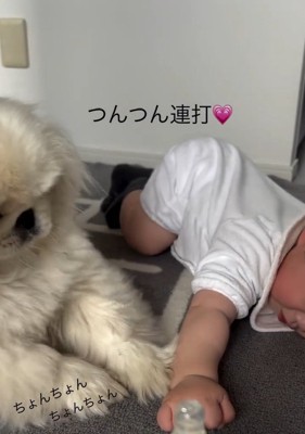 連打するしっぽちゃん