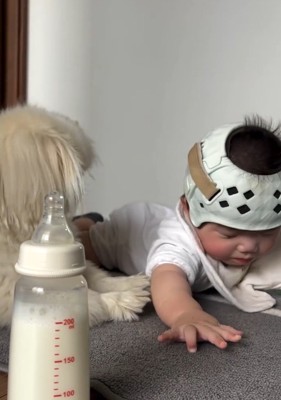 起き上がるしっぽちゃん