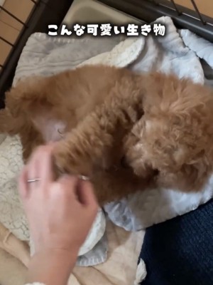 お腹を見せて甘える子犬
