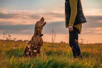 飼い主を見上げる犬