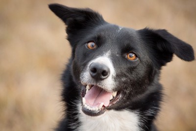 笑顔の白黒の犬