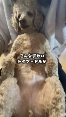 人の脚の間に収まる犬