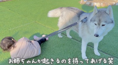 転んだ女の子のそばに立つ犬