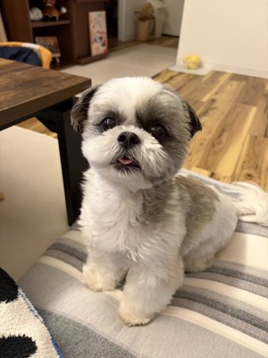 おすわり