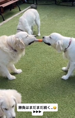 おもちゃをくわえる3匹の大型犬たち