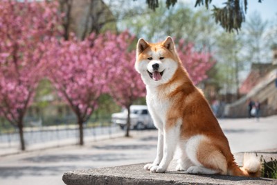 秋田犬、おすわり