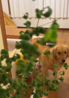 たくらみ顔のにこちゃん